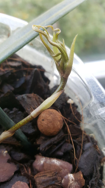 bulbophyllum Elizabeth Buckleberry - Orhidee_1_bulbophyllum