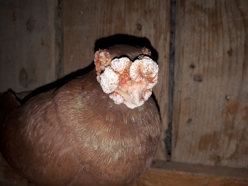  - J _ carunculați 2020