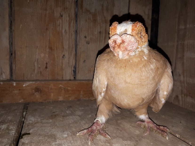  - J _ carunculați 2020