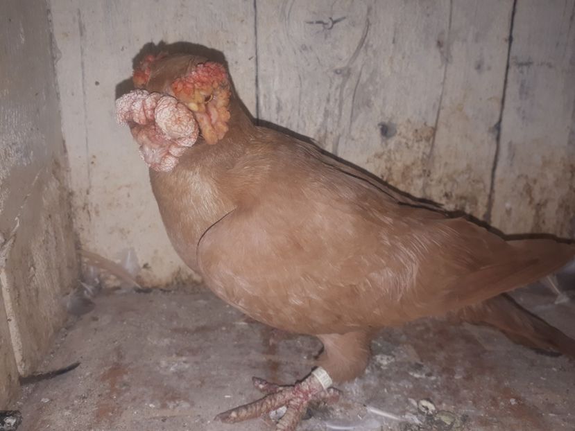  - J _ carunculați 2020