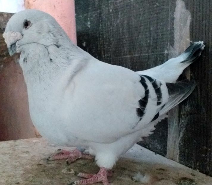 Arthur 2015 Vandut - VOIAJOR ROMANESC DE FRUMUSETE MASCULI