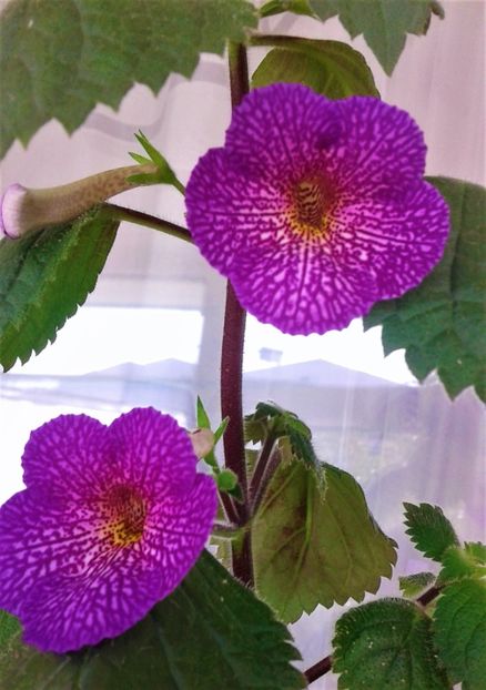  - colectia mea de achimenes 001 2020