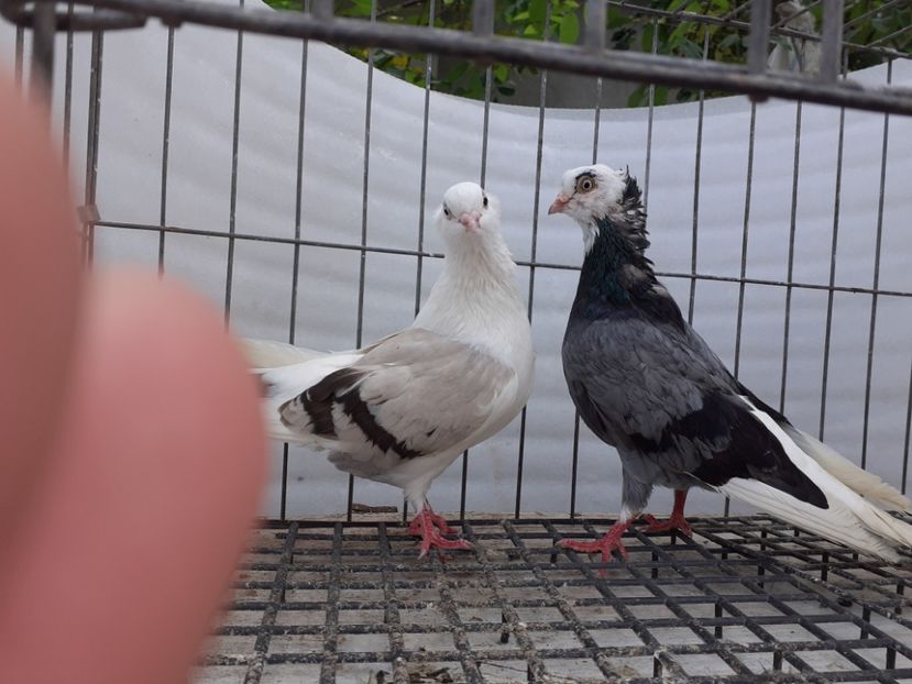  - 5-Jucatori de Amara