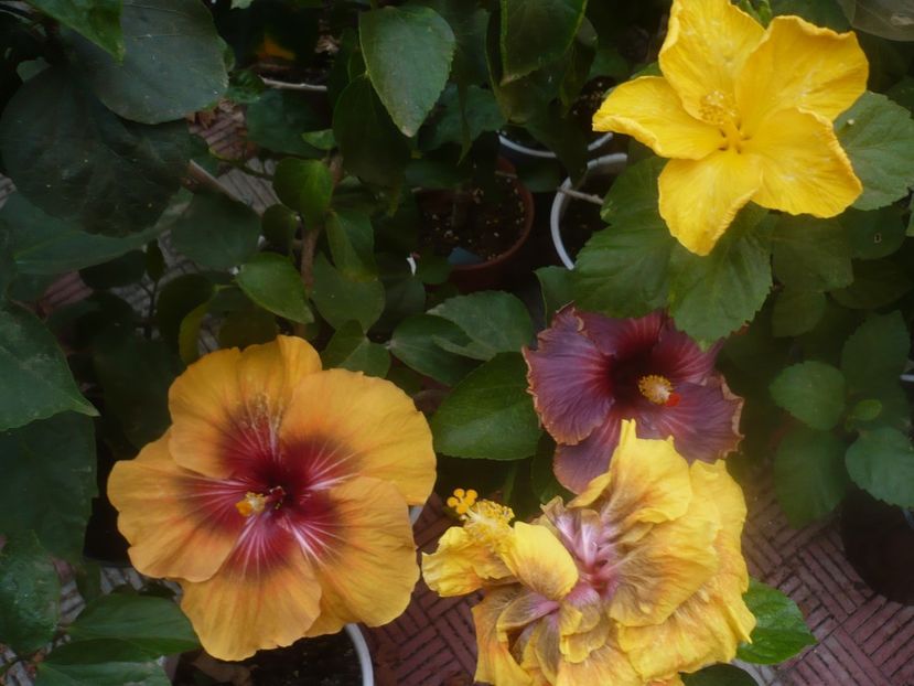 P1460616 - HIBISCUSI 2020-4