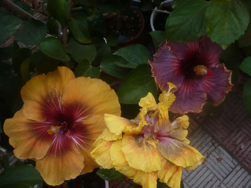 P1460617 - HIBISCUSI 2020-4