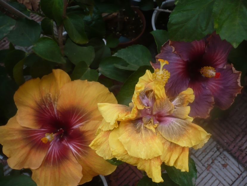 P1460618 - HIBISCUSI 2020-4