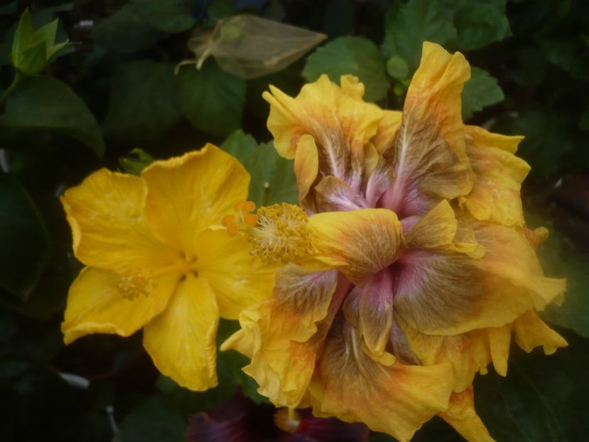 P1460619 - HIBISCUSI 2020-4