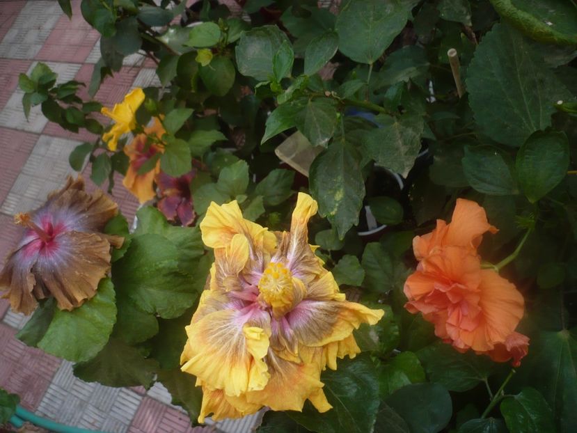 P1460621 - HIBISCUSI 2020-4