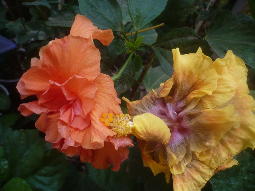 P1460622 - HIBISCUSI 2020-4