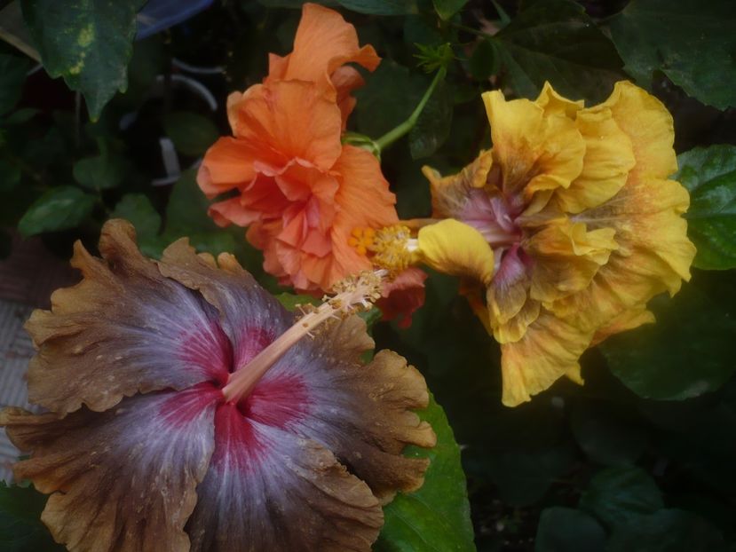 P1460624 - HIBISCUSI 2020-4