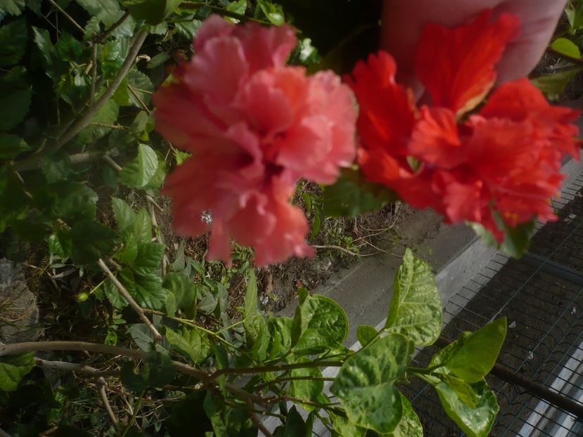 P1460625 - HIBISCUSI 2020-4