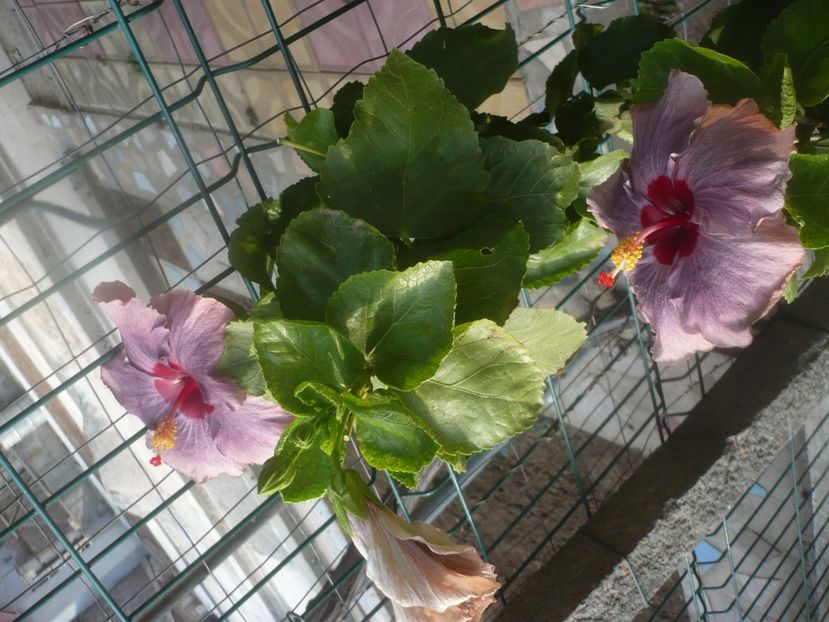 P1460626 - HIBISCUSI 2020-4