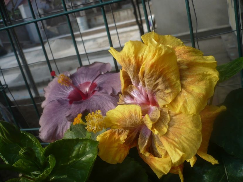 P1460627 - HIBISCUSI 2020-4