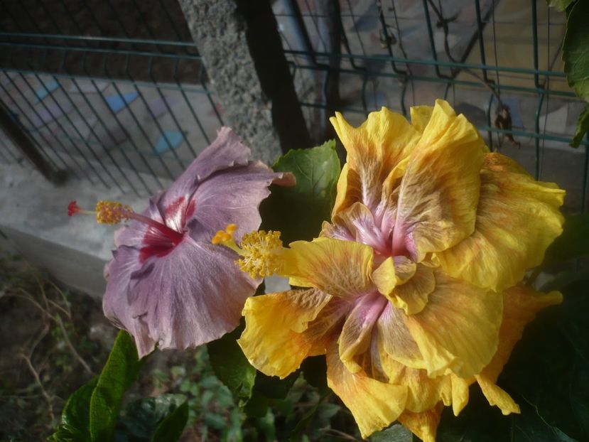 P1460628 - HIBISCUSI 2020-4