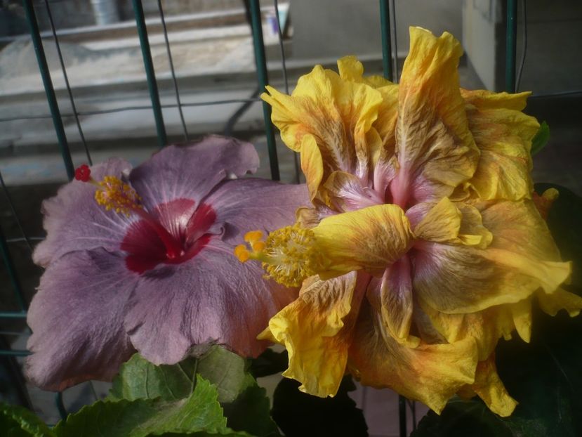 P1460629 - HIBISCUSI 2020-4