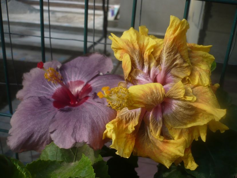 P1460630 - HIBISCUSI 2020-4