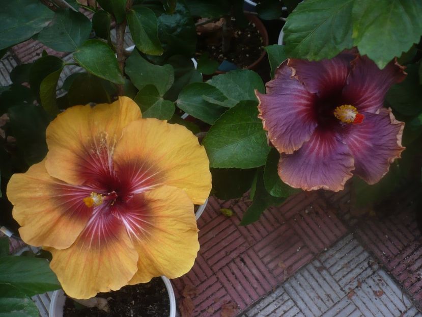 P1460631 - HIBISCUSI 2020-4