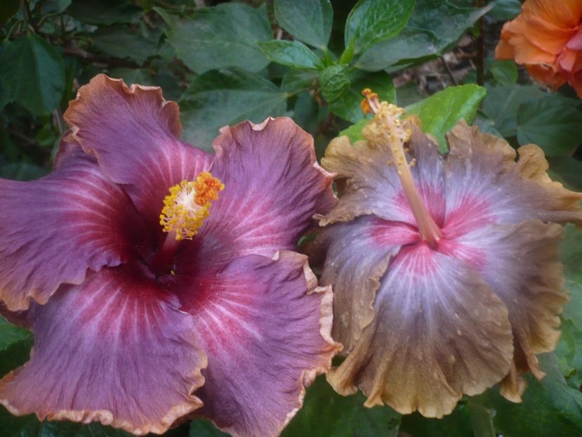 P1460636 - HIBISCUSI 2020-4