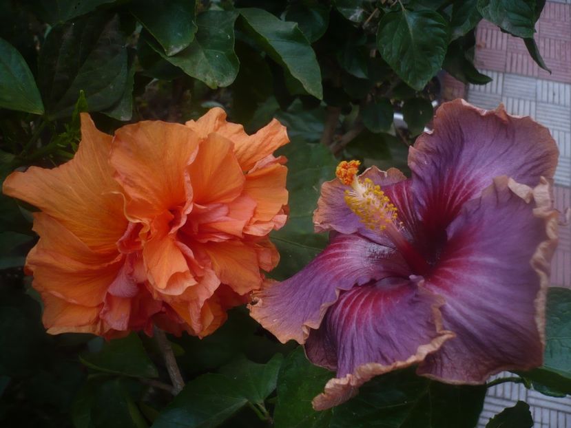 P1460637 - HIBISCUSI 2020-4