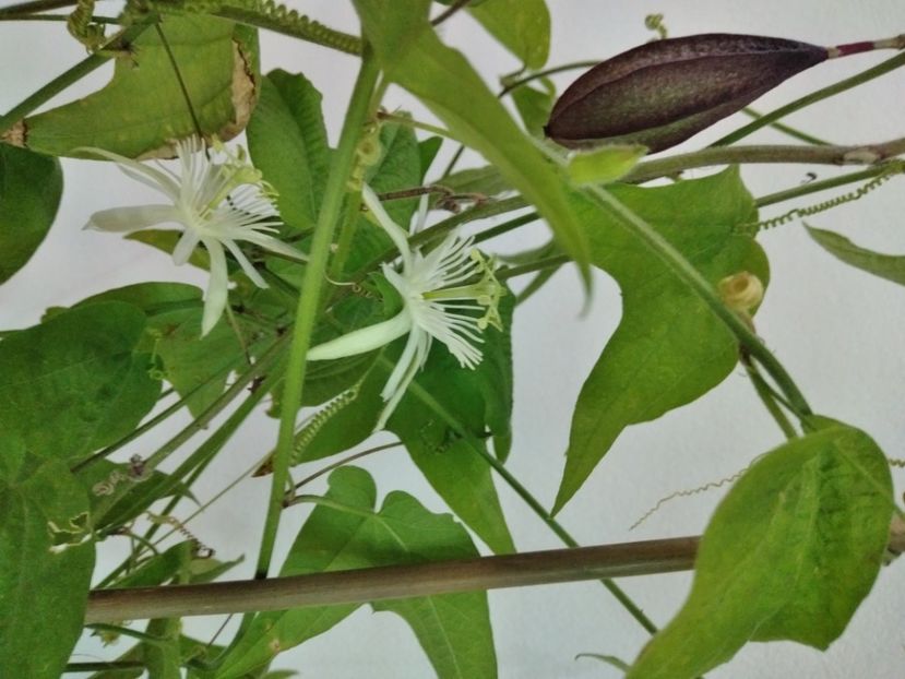 P.Capsularis cu flori și fructe - Passiflore 2019