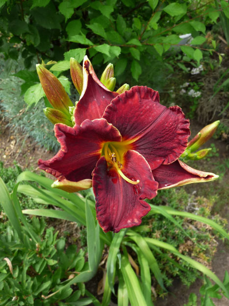  - Hemerocallis