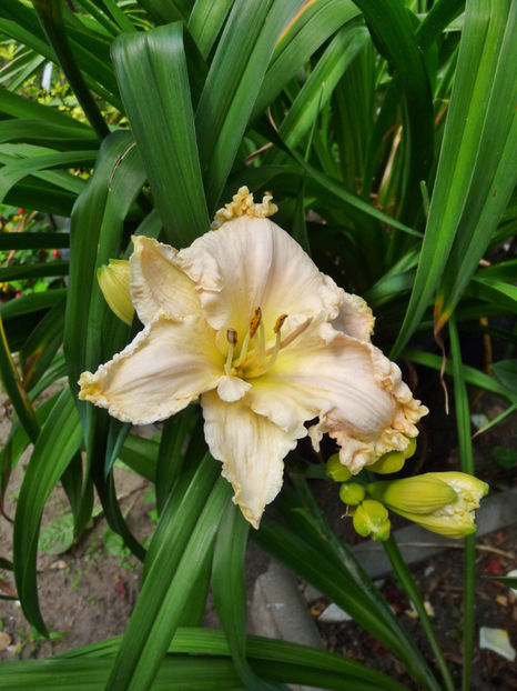  - Hemerocallis