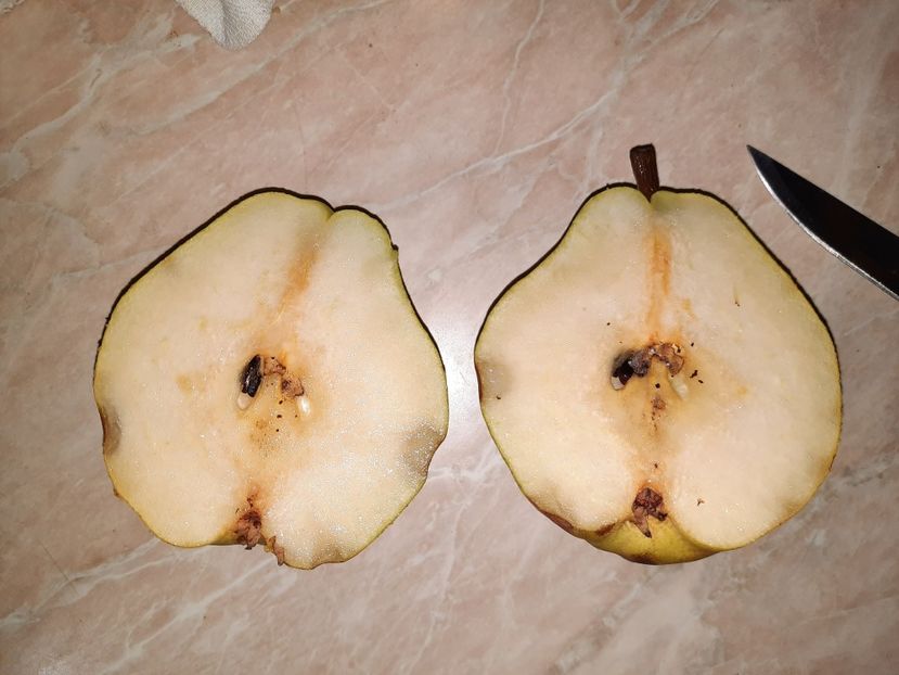 24 septembrie dulce , pulpa ferma dar foarte bună de mâncat - Par de la nycoleta 100 ani