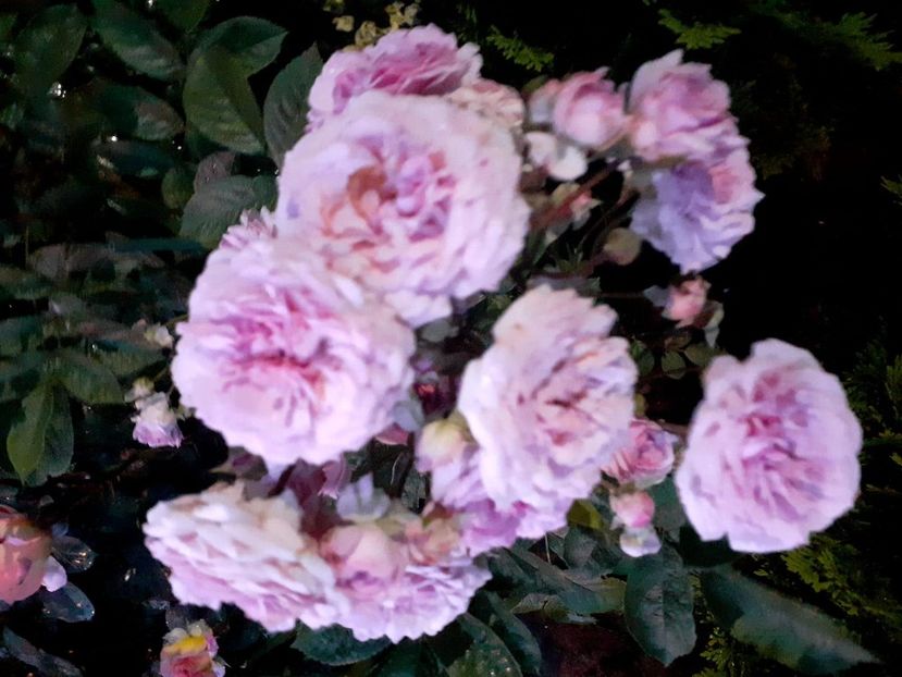 Home & garden - 2020