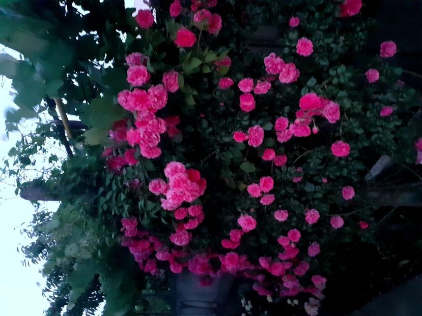 Rosarium uetersen - 2020