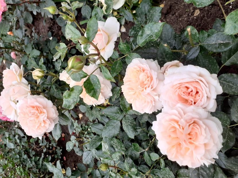 Pompon flower circus - 2020