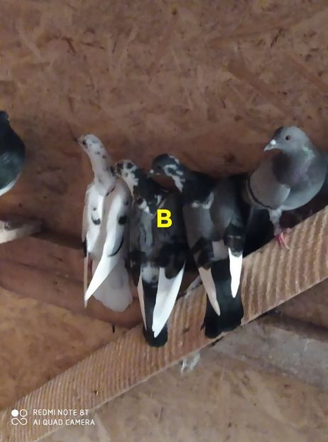  - Achizitii 23 Septembrie 2020