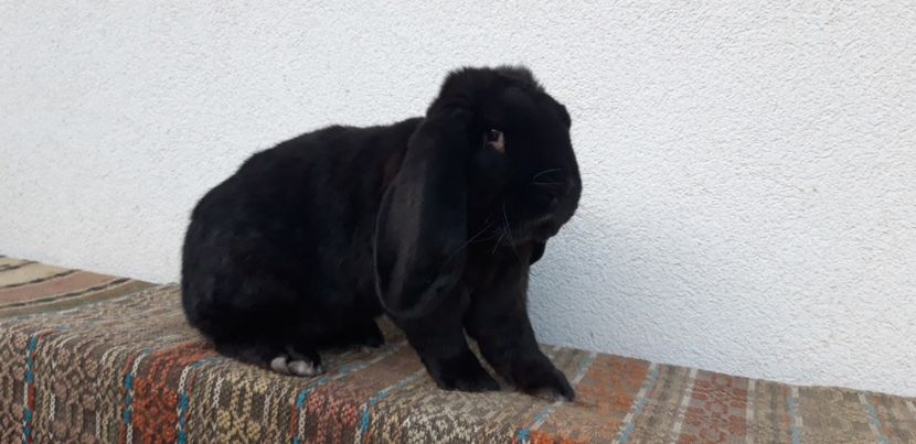 5,5 kg - Mascul negru