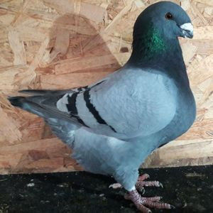 113063030_JRTABOK - 3---AGH DAȚI 2019 - 2025