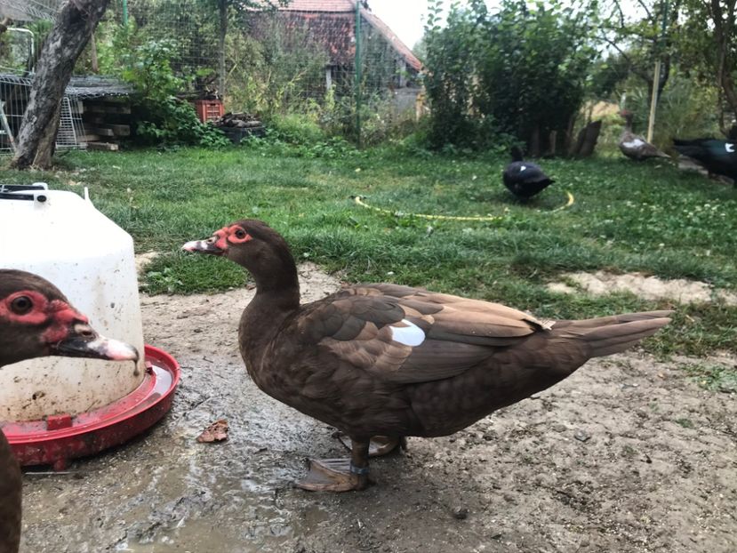  - Tineret rate lesesti 2020