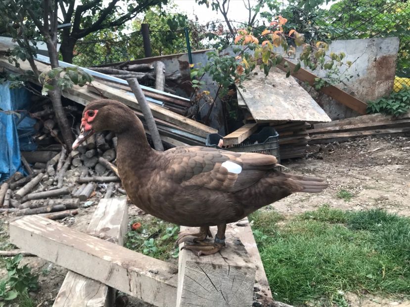  - Tineret rate lesesti 2020