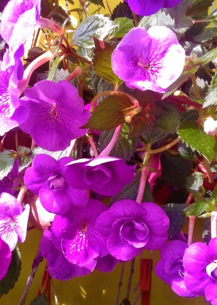 20200925_100023-1 - 000013 ACHIMENES