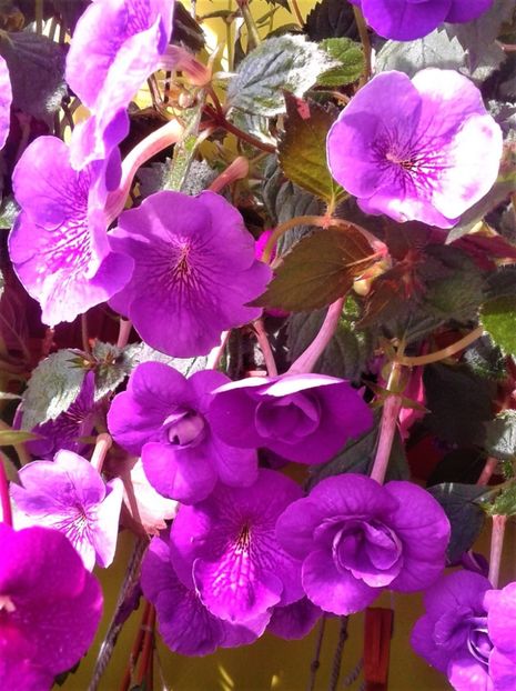 20200925_100027-1 - 000013 ACHIMENES