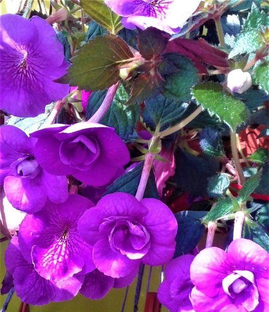 20200925_100033-1 - 000013 ACHIMENES