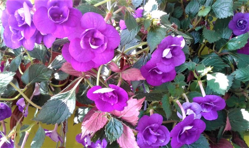 20200925_100047-1 - 000013 ACHIMENES