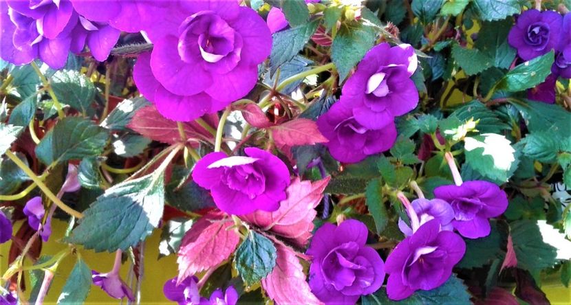 20200925_100053-1 - 000013 ACHIMENES