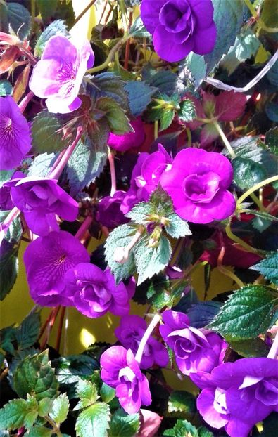 20200925_100318-1 - 000013 ACHIMENES