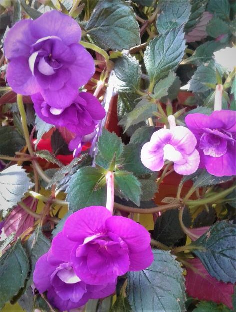 20200925_100324-1 - 000013 ACHIMENES