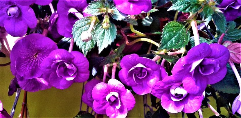 20200925_100628-1 - 000013 ACHIMENES