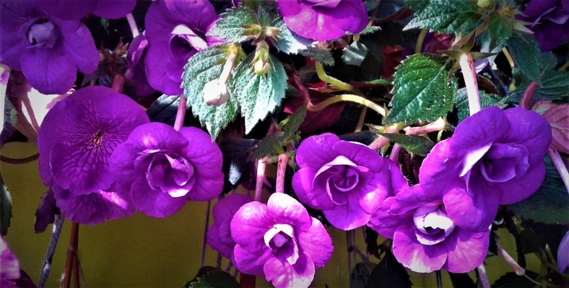 20200925_100631-1 - 000013 ACHIMENES