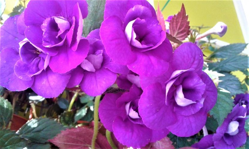 20200925_100102-1 - 000013 ACHIMENES