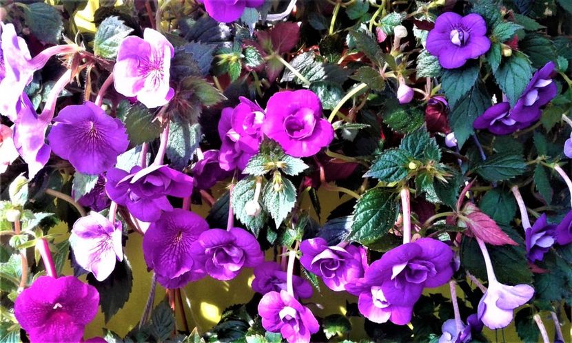 20200925_100308-1 - 000013 ACHIMENES