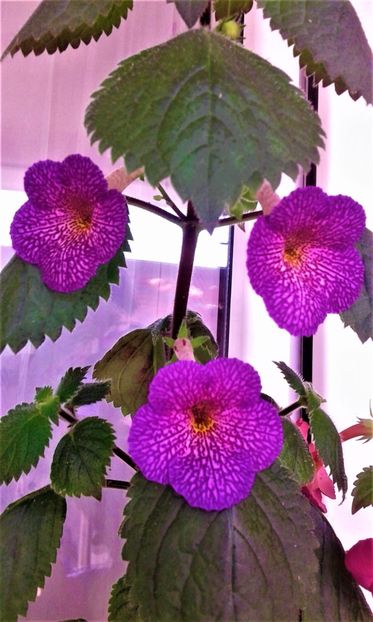 20200925_102001-1 - 000018 ACHIMENES