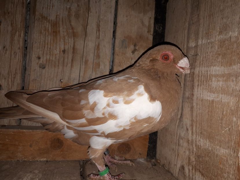 F - J2 _ tineret 2020