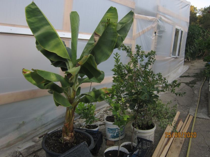 Banan Tropicana - 1 De vinzare plante