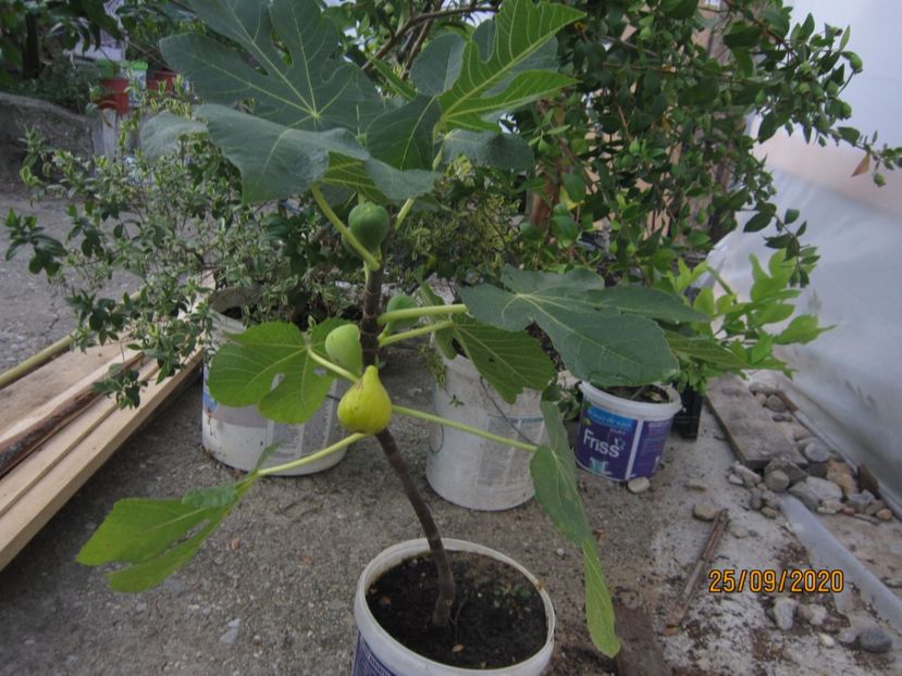 Smochin galben - 1 De vinzare plante